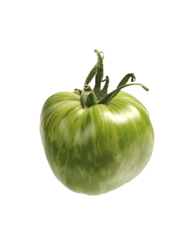 Tomate Green Zebra